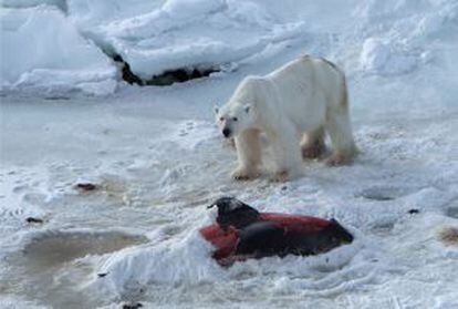 Urso polar macho com o cadáver de um golfinho semienterrado na neve para conservação.
