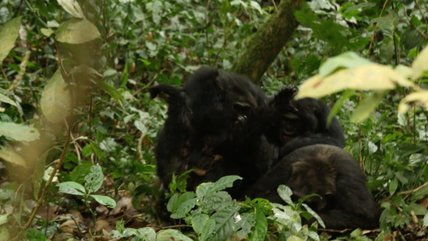 Momento em que os chimpanzés do grupo dos ocidentais lincham 'Erroll' até a morte.