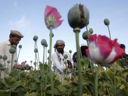 Agricultores plantam papoula para a produção de heroína na província de Jalalabad (Afeganistão).