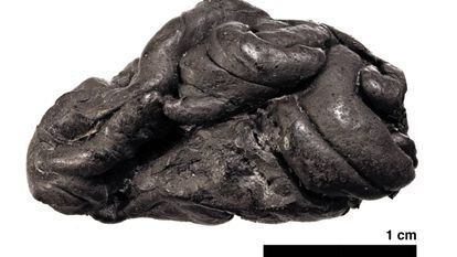 O 'chiclete' vem do cozimento da casca de bétula.