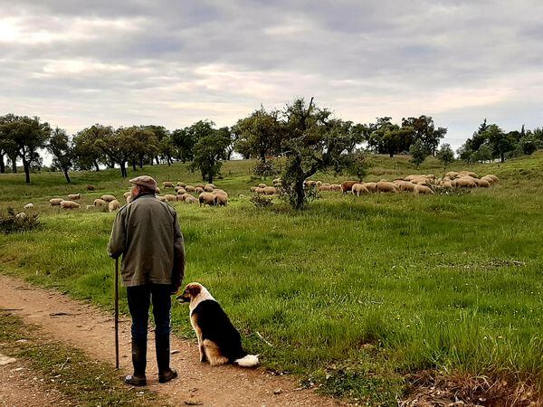 Horacio pastorea sus ovejas en la aldea de Santa Margarida da Serra, en el Alentejo portugués, el miércoles.