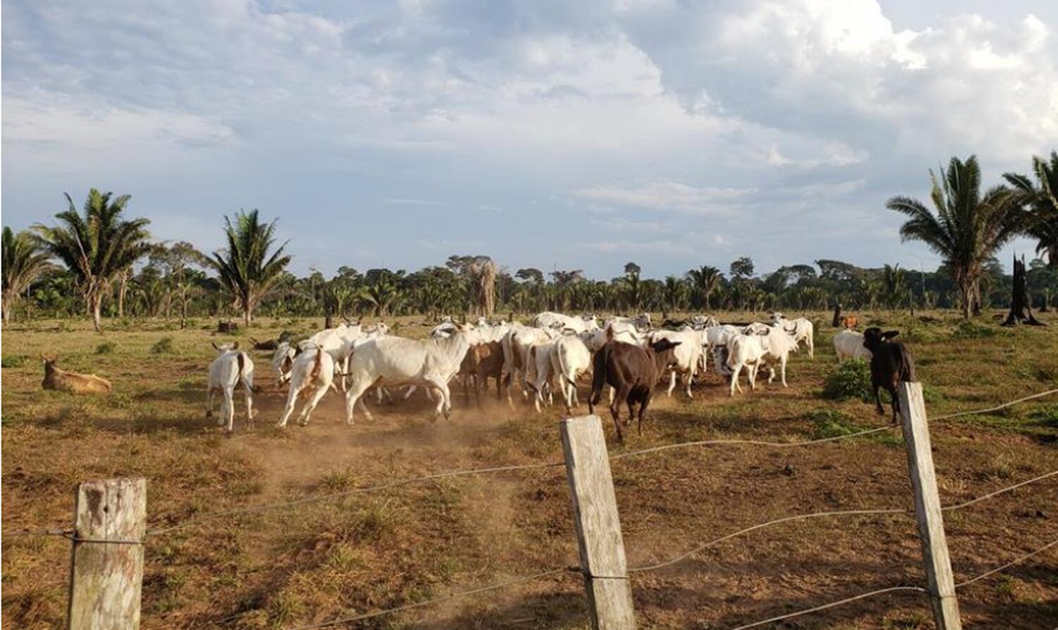 Gado em uma propriedade dentro da Reserva Rio Ouro Preto, em Rondônia, em julho de 2019.