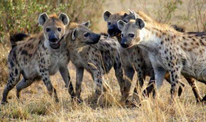 As hienas são um dos mamíferos estudados na pesquisa.