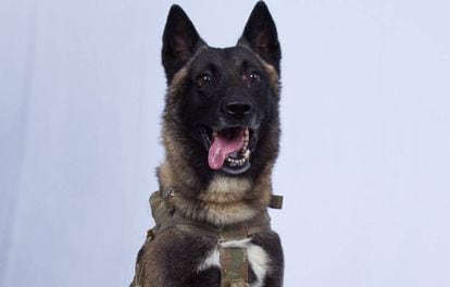 Foto do cão militar que participou da captura de Abubaker al Bagdadi, compartilhada pelo presidente Trump.