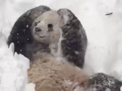 O urso panda que está se divertindo com a nevasca nos EUA