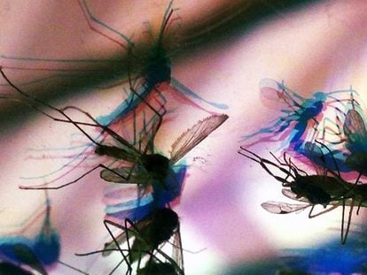 Pernilongo é um possível transmissor da zika, segundo pesquisa da Fiocruz