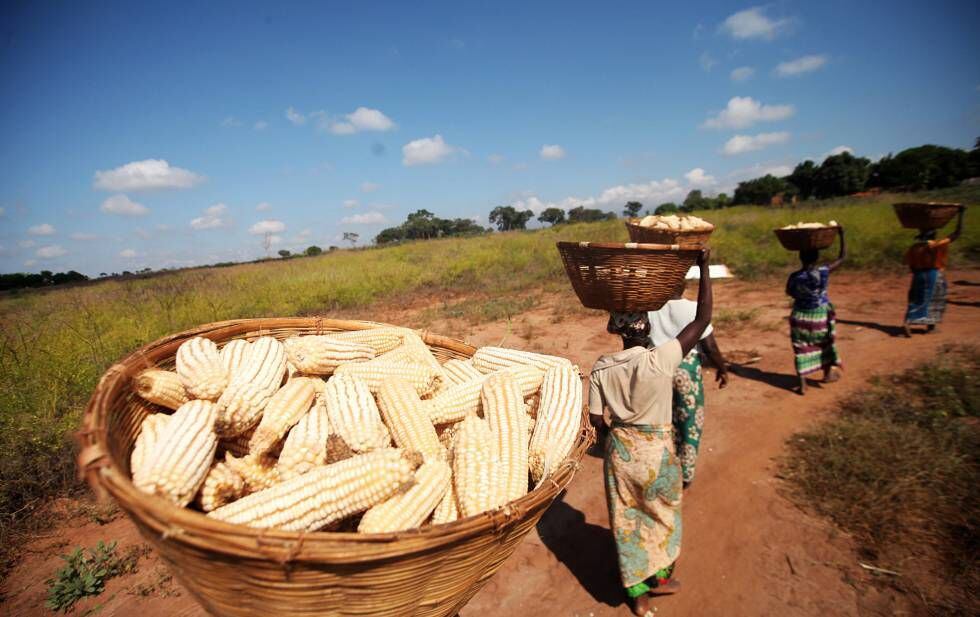 Agricultores moçambicanos levam milho para processar em sua aldeia.