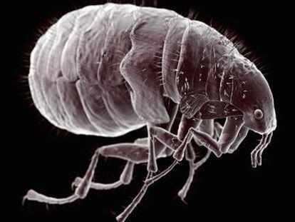 Arizona detectou pulgas portadoras da bactéria que matou 50 milhões de pessoas no século XIV