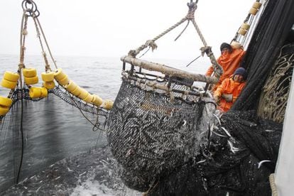 Pescadores puxam uma rede cheia de anchovas, em 2012.