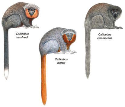 Comparação entre o 'C. miltoni' e outras espécies.