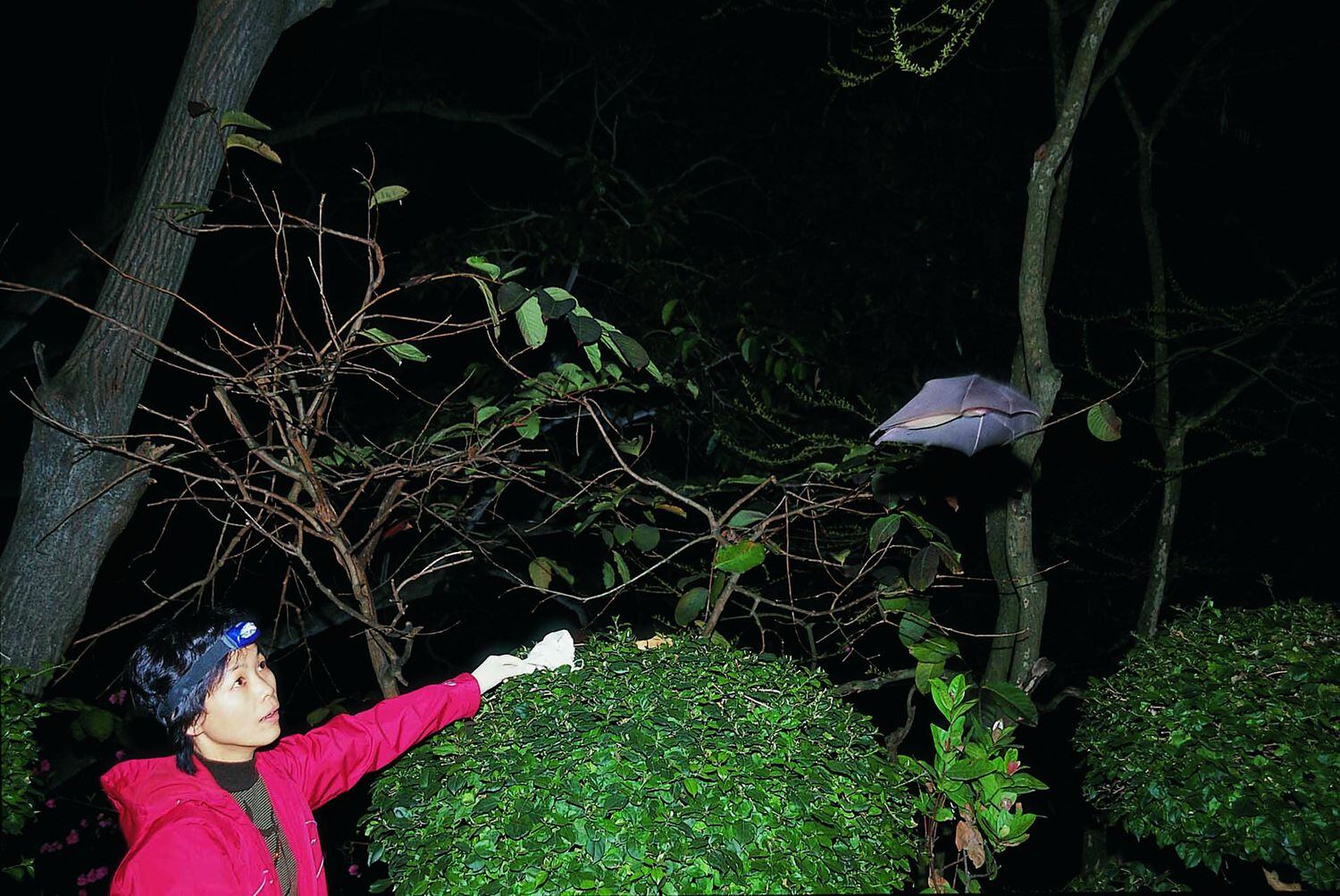 A virologista Shi Zhengli libera um morcego de uma caverna chinesa depois de lhe tirar sangue, em 2004.