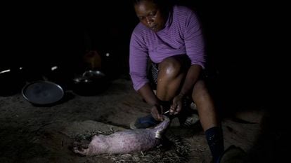Uma mulher de Camarões prepara como alimento um porco-espinho caçado na selva.