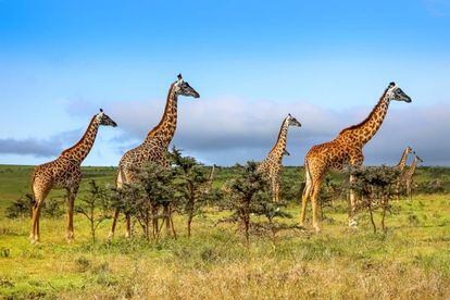 A melhor época para visitar Masai Mara (Quênia) é em outubro, depois das chuvas.