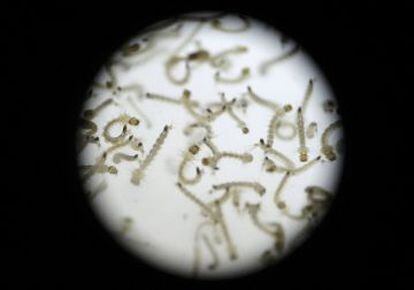 Larvas do 'Aedes aegypti' vistas em laboratório.