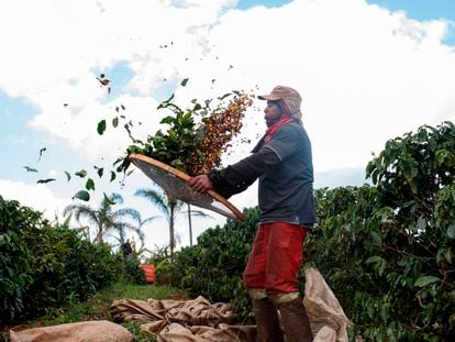 Agricultor separa grãos e folhas de café numa plantação brasileira.