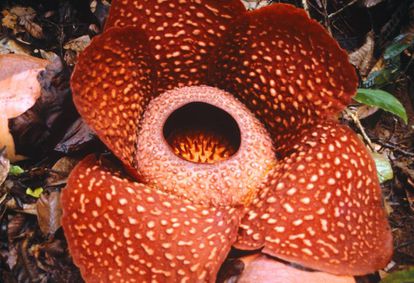 Uma flor da mesma família da 'Rafflesia tuan-muade' em Sumatra, Indonésia.