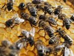 Os pesticidas entram no sistema nervoso das abelhas quando elas sugam o néctar