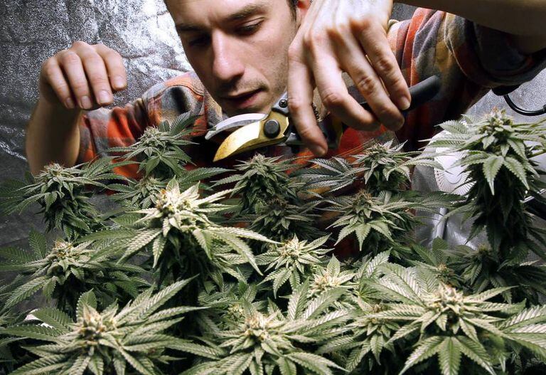 Plantação de maconha em Portland, nos EUA.