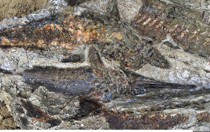 Imagem de vários peixes fossilizados, de 65 milhões de anos, em Tanis.
