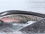 Baleia jubarte na Antártida.