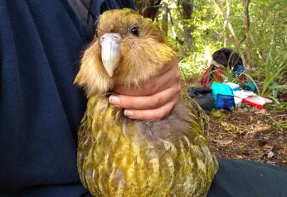Um kakapo, espécie de ave da Nova Zelândia em risco de extinção. 