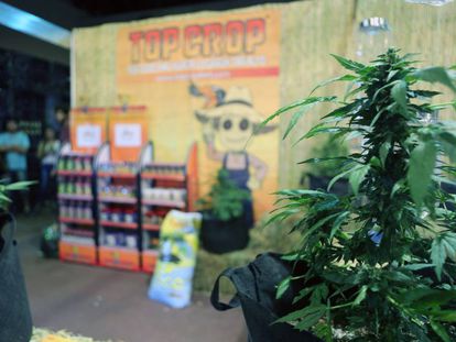 Uma planta de maconha em um estande da terceira edição da Expocannabis, em Montevidéu (Uruguai) em dezembro de 2016.