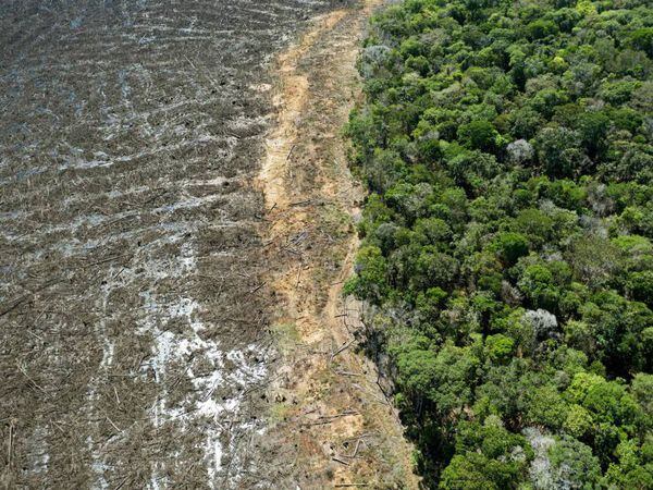 Imagen aérea de una zona deforerstada en la región de Sinop, en Mato Grosso, en agosto pasado.
