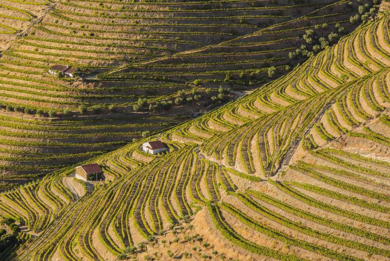 Vinhedos nos arredores de Pinhão, no vale do Alto Duero, declarados patrimônio mundial, em Portugal.