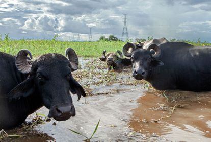 Búfalos criados em área alagada do rio Uiui (um furo do rio Amazonas), dentro da Reserva Extrativista Verde Para Sempre, no Pará.