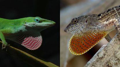 O anolis verde (esquerda) mudou para os ramos altos das árvores.