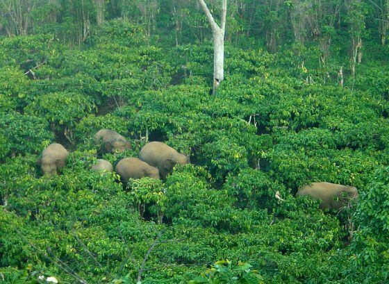 Elefantes de Sumatra na ilha indonésia.