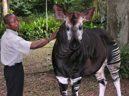 Um okapi na República Democrática do Congo.