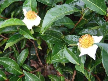 A árvore de chá ‘Camellia sinensis’.