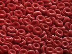 Glóbulos vermelhos, que transportam o oxigênio.