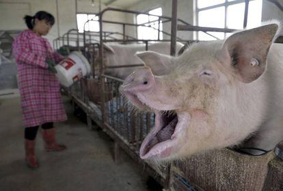 Uma mulher dá água a porcos em uma fazenda de Liaocheng, na China.