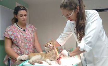 Gato machucado em tratamento na clínica veterinária.