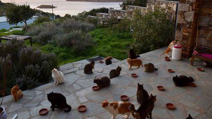 Gatos no santuário felino de Siros, na Grécia.