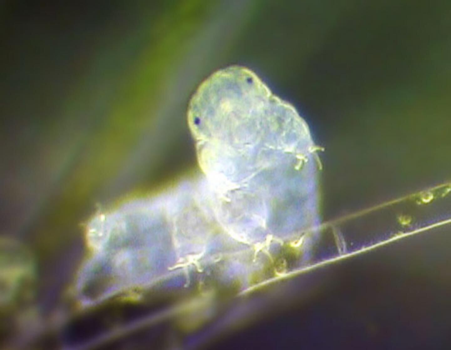 Uma micrografia de luz de um tardígrado. 
