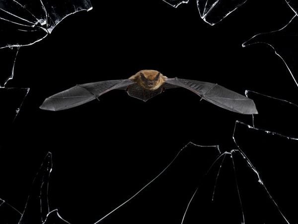 Um morcego comum sai de seu esconderijo em uma casa abandonada através de uma janela quebrada.