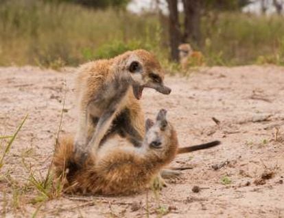 Uma briga entre dois suricatos.