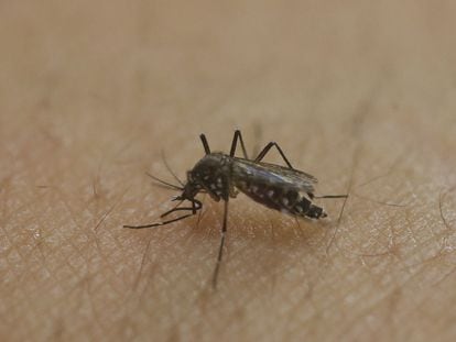 Aedes aegypti pica a pele de um pesquisador da USP.
