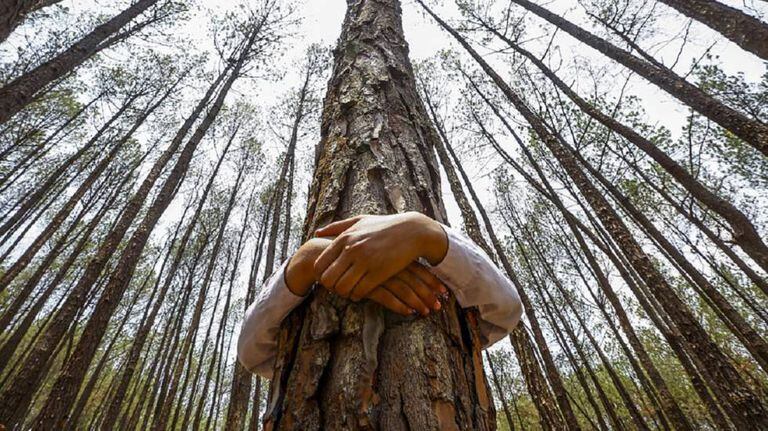 Menino celebra o Dia Mundial do Meio Ambiente no bosque de Gokarna, no Nepal