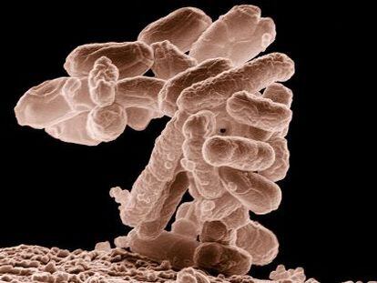 A bactéria E. coli colabora nos processos digestivos.
