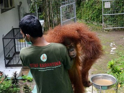 Os orangotangos de Bornéu estão ameaçados pela produção de óleo de palma.