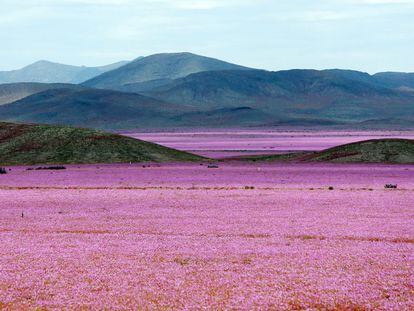 O deserto de Atacama floresce no Chile