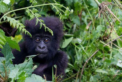 Filhote de gorila das montanhas, espécie em risco de extinção.