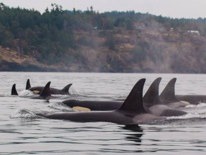 Família de orcas sedentárias da costa oeste dos EUA incluídas no estudo.