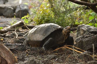 A tartaruga Fernanda, achada em 2019 numa zona isolada da ilha Fernandina, em Galápagos. 