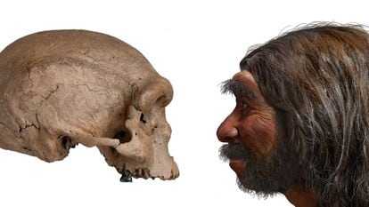 O crânio do ‘Homo longi’ e uma reconstituição de sua aparência.