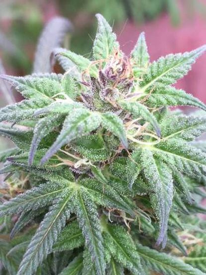 Uma flor de cannabis, perto do ponto de corte.